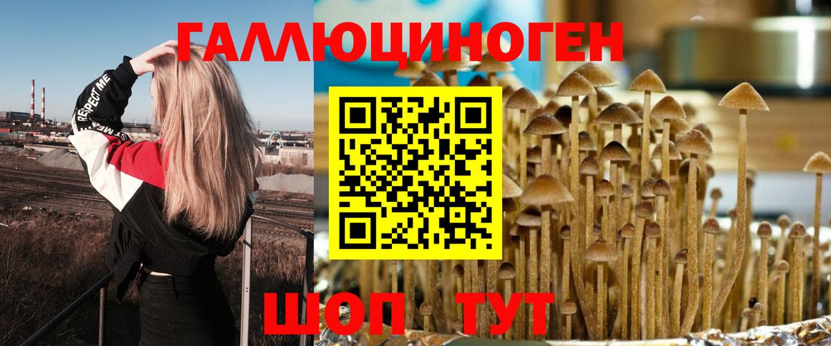 Псилоцибиновые грибы Psilocybe Калининград